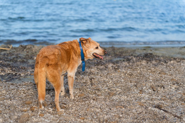 Old dog at beach