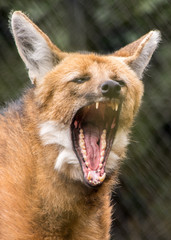 portrait of maned wolf © Mark