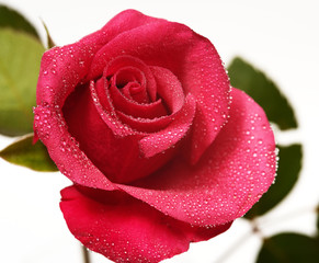 Red rose with drops of dew on white background, isolated, closeup