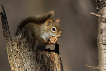 American red squirrel (Tamiasciurus hudsonicus) in winter