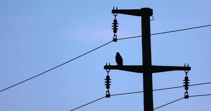 Hawk bird on an electrocuted concrete pole