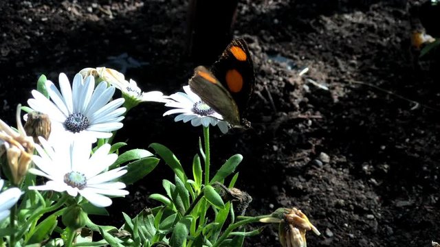 4K HD video black and orange butterfly, male Catonephele numilia, the&nbsp;blue frosted banner,&nbsp;blue frosted Catone,&nbsp;Grecian shoemaker&nbsp;or&nbsp;stoplight Catone, on white daisy flowers then flies away.