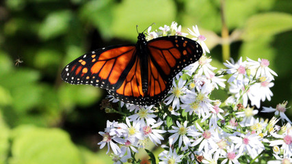 Monarch Butterfly on Aster Flowers