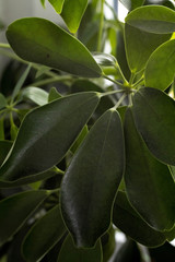 Obraz premium Green colored plant in sunlight