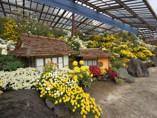 菊まつり　盆庭