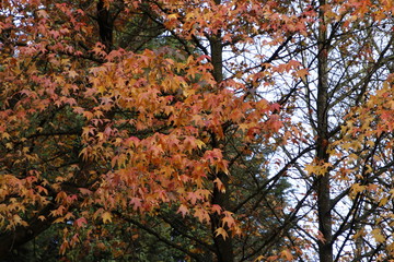 Urban park in autumn colours