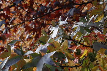 Urban park in autumn colours