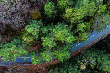 aerial view of road in forest