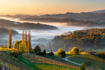 Vineyard valley skyline in Styria, at sunrise, fall 2019.