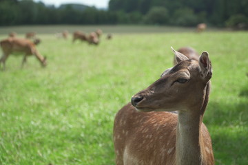 Rehkitz auf Wiese
