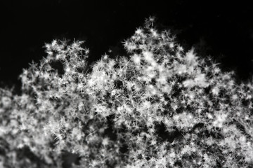 雪の結晶