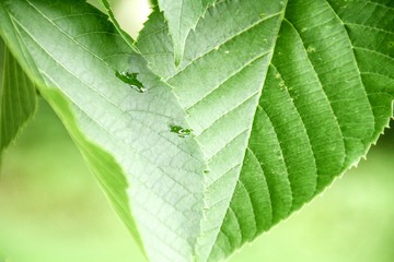 closeup of green leaves