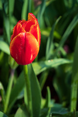 Rain drops on red with yellow tulip bud, close-up