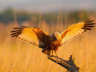 Circus aeruginosus
