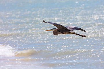Great blue heron, ardea herodias, flying over ocean, Florida, USA