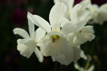 White daffodils close-up