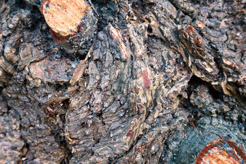 Natural wooden background bark of the tree with scratches and cut branches.