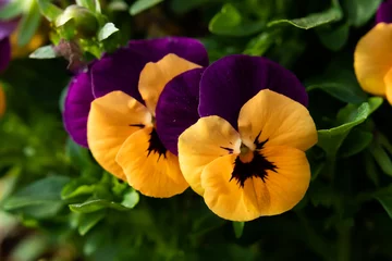 Foto op Canvas Purple with yellow pansies © Martina