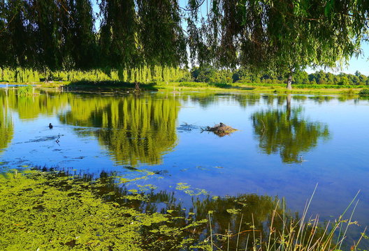 Bushy Park, London