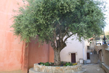 Calvi