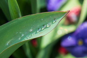 Raindrops on green tulip leaves close-up