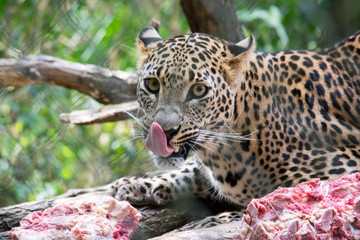 A lying leopard takes raw meat to eat