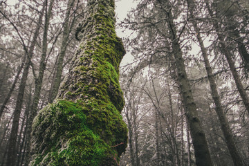 Obraz premium Tree trunk in the forest covered with green moss on the background of the forest
