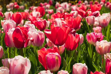 Purple, pink and red tulips, Close-up