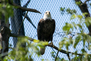 Big eagle sitting on a branch on a tree