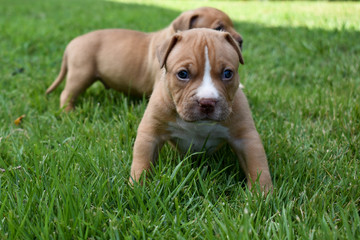 Pitbull Puppies Standing in Grass