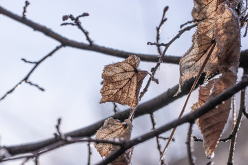 Dry leaves covered with frost in the forest
