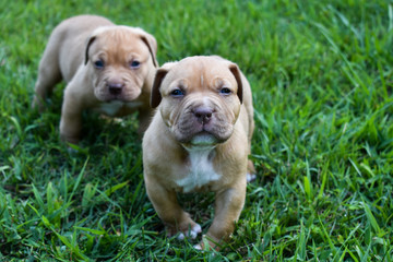 Pitbull Puppies Playing in Grass
