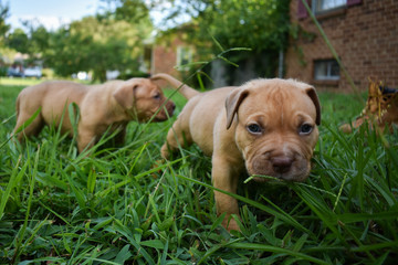 Curious Pitbull Puppy in Tall Grass
