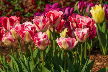 Fototapeta premium Tulips, Close-up