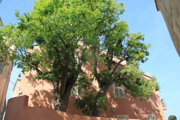 Calvi