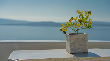 Mandarynki w donicy na tle widoku morskiego, słonecznego krajobrazu Grecji