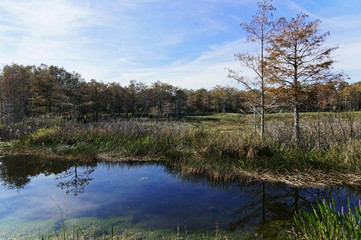 Fototapeta na wymiar autumn in the Florida swamp