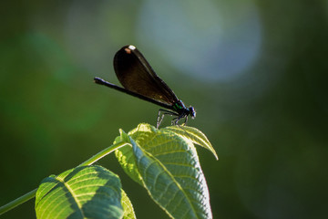 Damselfly on Leaf, Close-Up