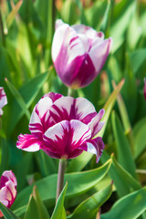 Obraz premium White with purple tulips, Close-up