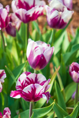Fototapeta premium White with purple tulips, Close-up