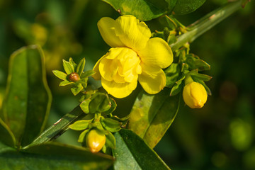 Yellow flowers and buds, close-up