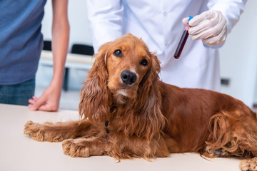 Vet doctor examining golden retriever dog in clinic