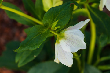 Lenten Rose close-up