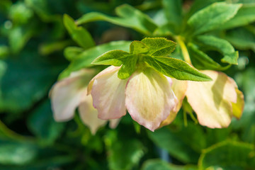 Lenten Rose close-up