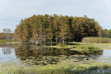 autumn in the Florida swamp