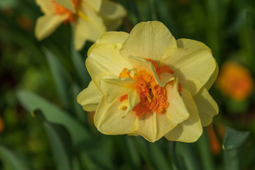 Daffodil close-up
