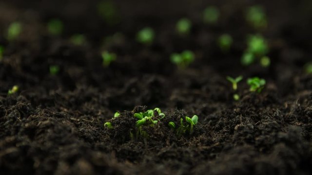 Growing plants in time lapse, sprouts germination newborn basil plant in greenhouse agriculture shot in rapid
