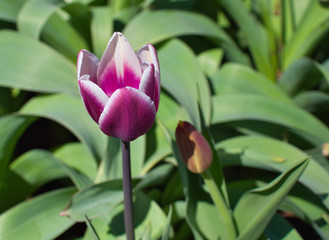 Fototapeta premium Blooming pink tulips in spring garden