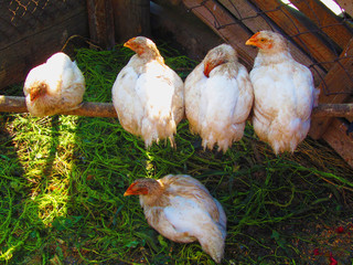 Chicken on the farm