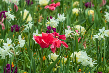 Tulips, Close-up